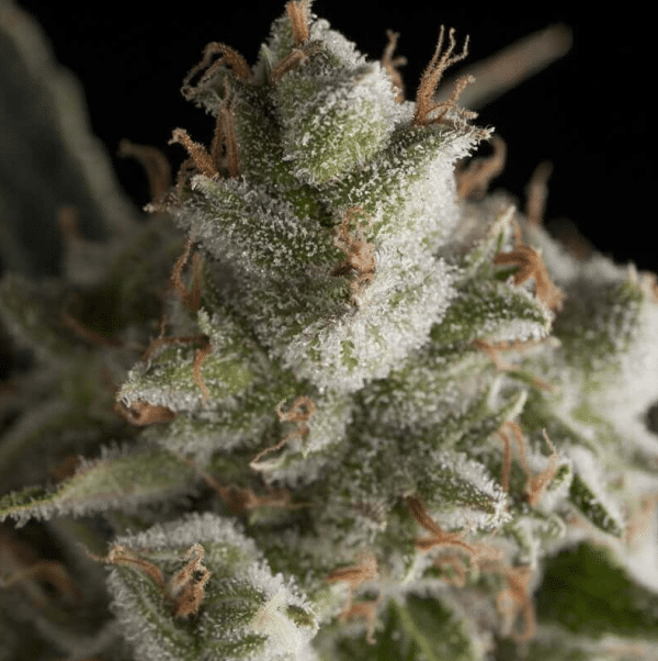 Fresh Candy Pyramid Seeds cannabisfrø