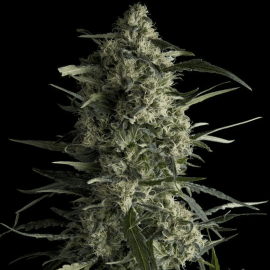 Galaxy Pyramid Seeds cannabisfrø