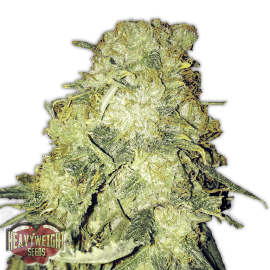 Goldmine Heavyweight Seeds cannabisfrø