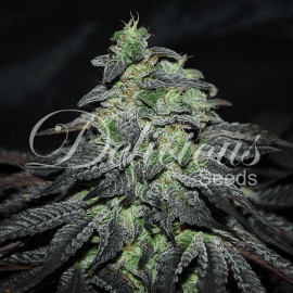 Golosa Delicious Seeds cannabisfrø