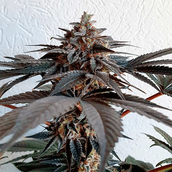 Golosa Delicious Seeds cannabisfrø