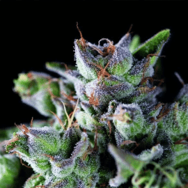 Gorila Pyramid Seeds cannabisfrø