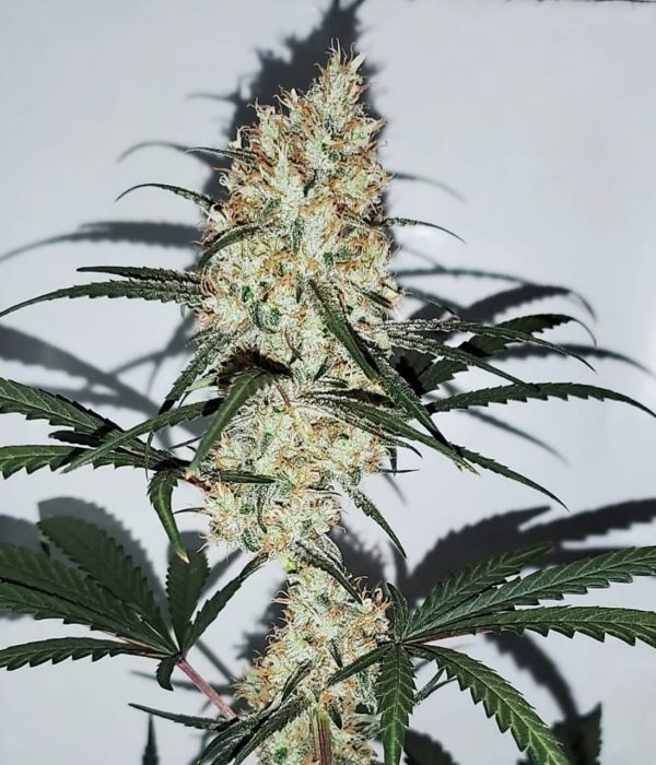 Grape Amnesia Female Seeds cannabisfrø