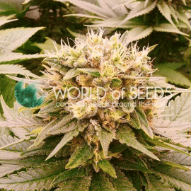 Harlequeen THC FREE World of Seeds cannabisfrø