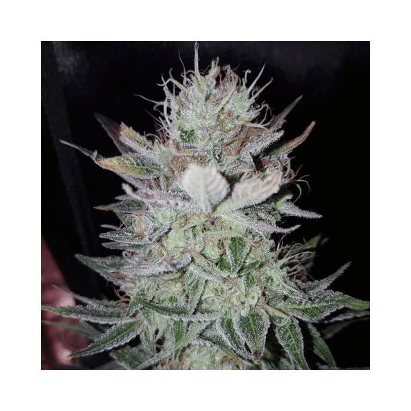 High Level Eva Seeds cannabisfrø