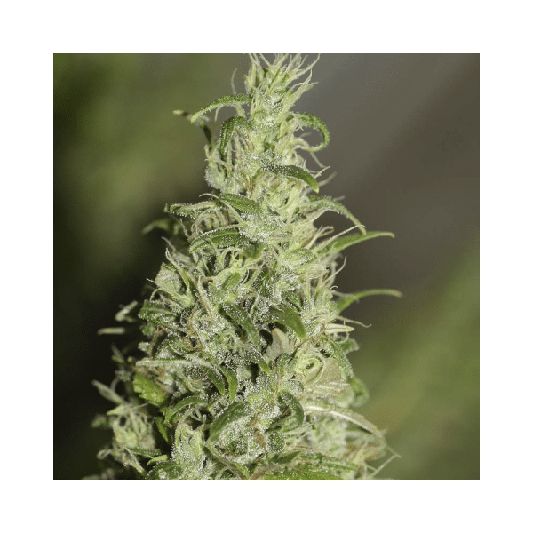 High Level Eva Seeds cannabisfrø