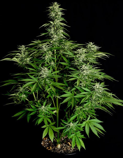 Hyperion F1 Royal Queen Seeds