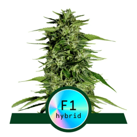 Hyperion F1 Royal Queen Seeds