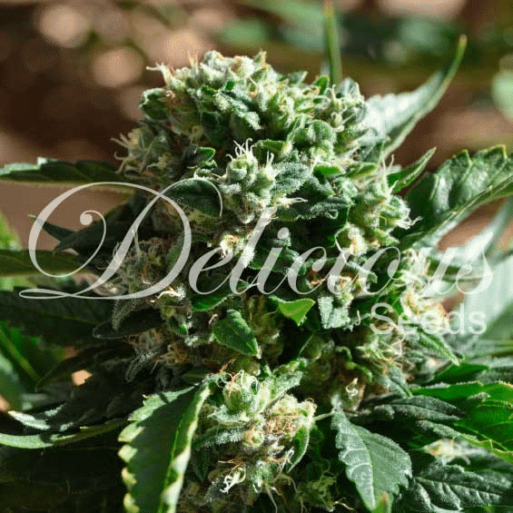 Il Diavolo Delicious Seeds cannabisfrø