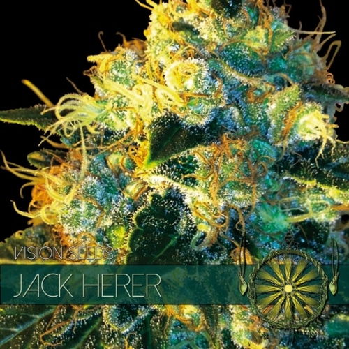 Jack Herer Vision Seeds cannabisfrø