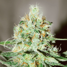 Jägg Kush Delicious Seeds cannabisfrø