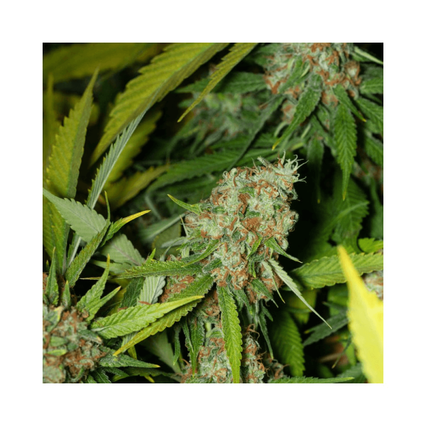 Jamaican Dream CBD Eva Seeds cannabisfrø