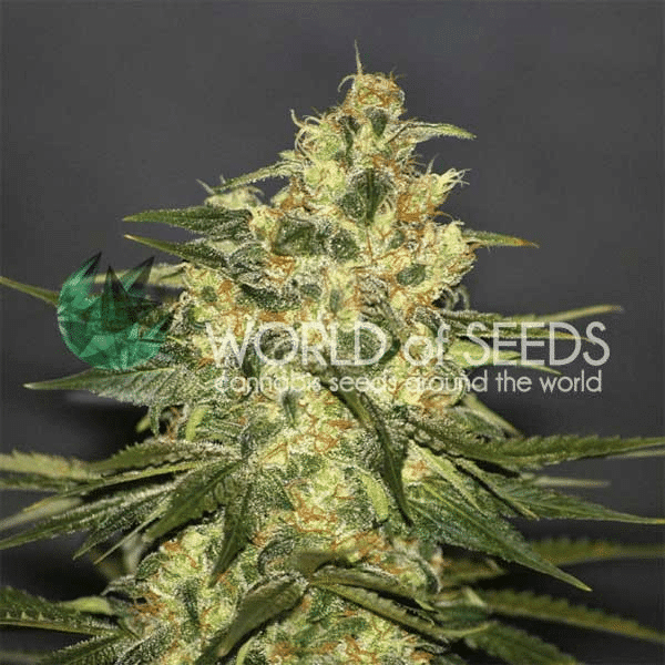 Ketama World of Seeds cannabisfrø