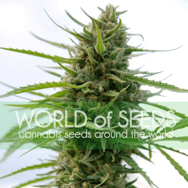 Kilimanjaro World of Seeds cannabisfrø