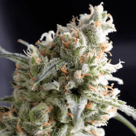 Kukulkán Pyramid Seeds cannabisfrø
