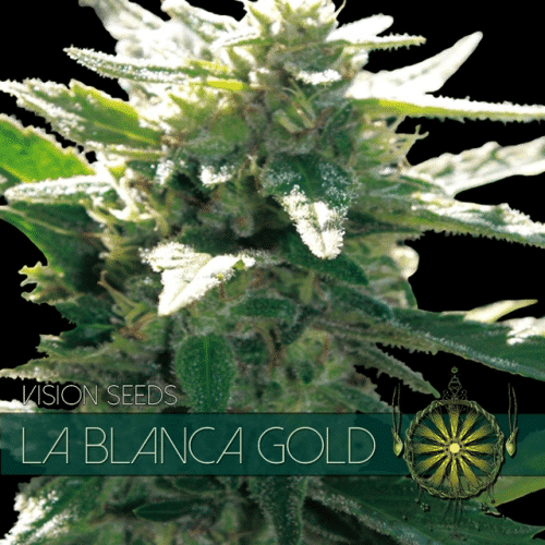 La Blanca Gold Vision Seeds cannabisfrø