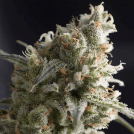 Lennon Pyramid Seeds cannabisfrø