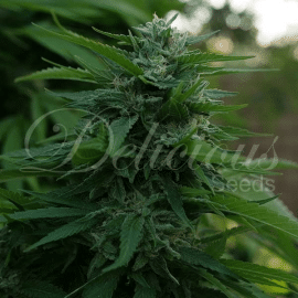 Lord Kush Delicious Seeds cannabisfrø