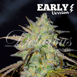 Marmalate Early Version Delicious Seeds cannabisfrø