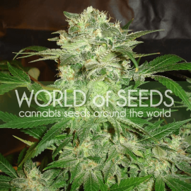 Mazar Kush World of Seeds cannabisfrø