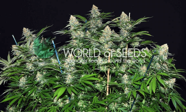 Mazar x White Rhino World of Seeds cannabisfrø