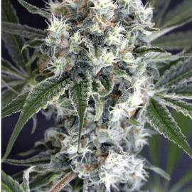 Medxotic Pure CBD Exotic Seed medicinske cannabisfrø