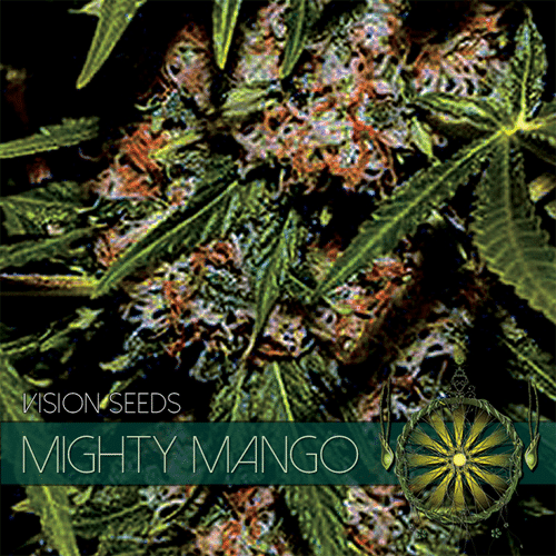 Mighty Mango Bud Vision Seeds cannabisfrø