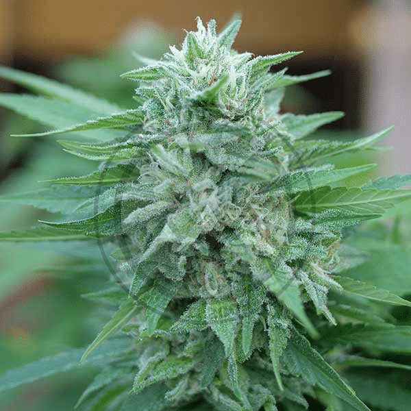 Moby Delicious Delicious Seeds cannabisfrø