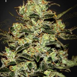 Moby Dick Green House Seeds cannabisfrø