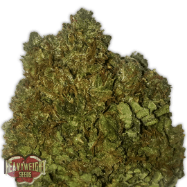 Money Bush Heavyweight Seeds cannabisfrø