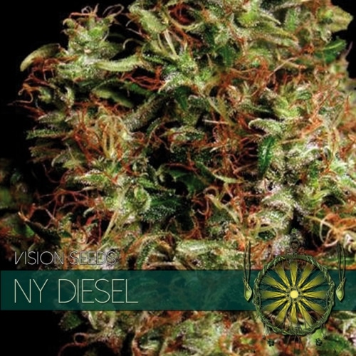 NY Diesel Vision Seeds cannabisfrø