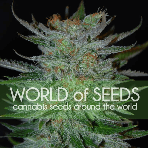 New York 47 World of Seeds cannabisfrø