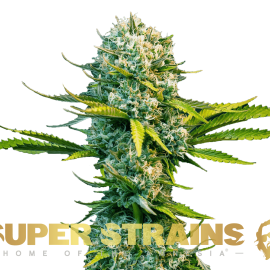 Next of Kin Super Strains cannabisfrø