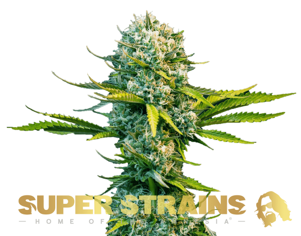 Next of Kin Super Strains cannabisfrø
