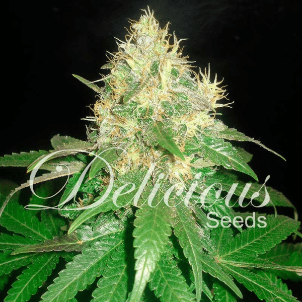 Northern Light Blue Delicious Seeds cannabisfrø