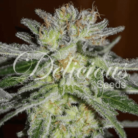 Northern Light Blue Delicious Seeds cannabisfrø