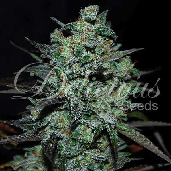 Northern Light Blue THC-FREE Delicious Seeds cannabisfrø