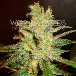 Northern Light X Big Bud World of Seeds cannabisfrø