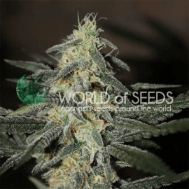 Northern Light x Big Bud Early Harvest World of Seeds cannabisfrø
