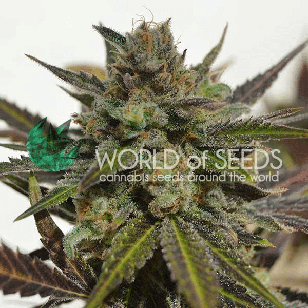 Northern Light x Skunk World of Seeds cannabisfrø