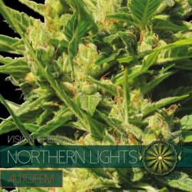 Northern Lights Auto Vision Seeds cannabisfrø