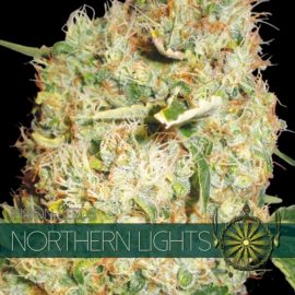 Northern Lights Vision Seeds cannabisfrø