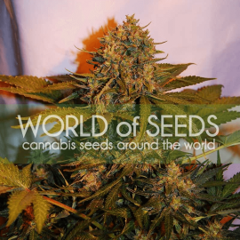 Northern Lights x Big Bud Auto World of Seeds cannabisfrø