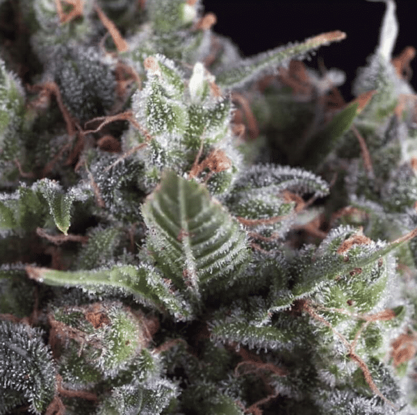 Olympia Pyramid Seeds cannabisfrø