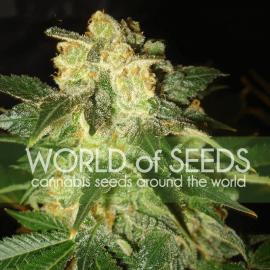 Pakistan Ryder World of Seeds cannabisfrø