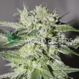 Pakistan Valley World of Seeds cannabisfrø