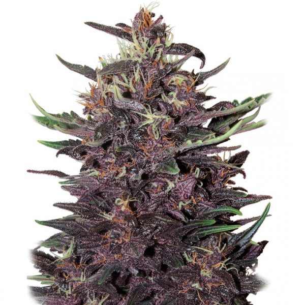 Purple Kush Auto Buddha Seeds cannabisfrø
