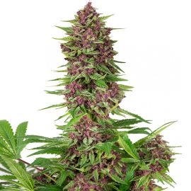 Purple Kush Buddha Seeds cannabisfrø