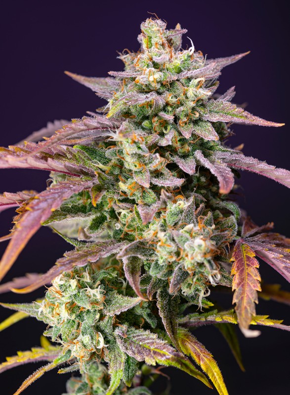 Purple Punch OG XL Auto Sweet Seeds cannabisfrø