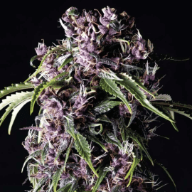 Purple Pyramid Seeds cannabisfrø